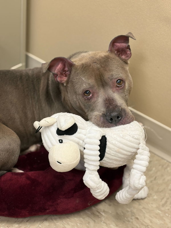 Peaches - Adoption Fee Paid!