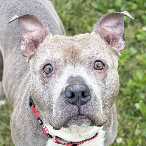 Peaches - Adoption Fee Paid!, an adoptable Pit Bull Terrier in Jefferson, WI