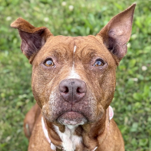 Mavis - Adoption Fee Paid!, an adoptable Pit Bull Terrier in Jefferson, WI