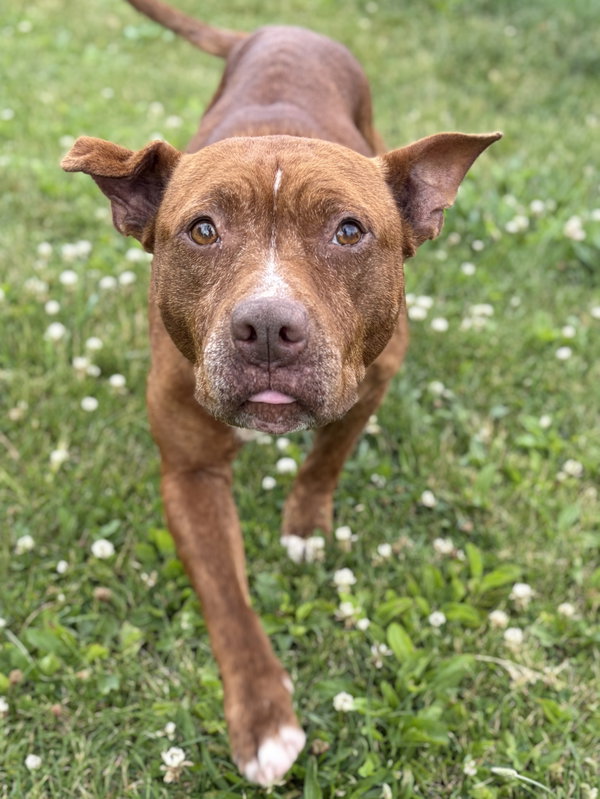 Mavis - Adoption Fee Paid!