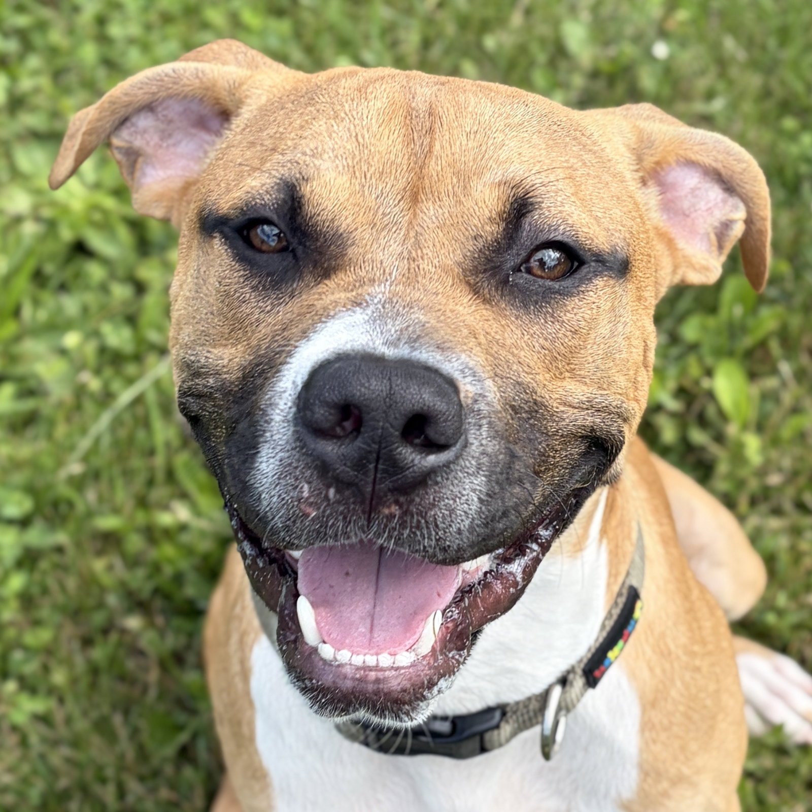 Andy - Adoption Fee Paid!