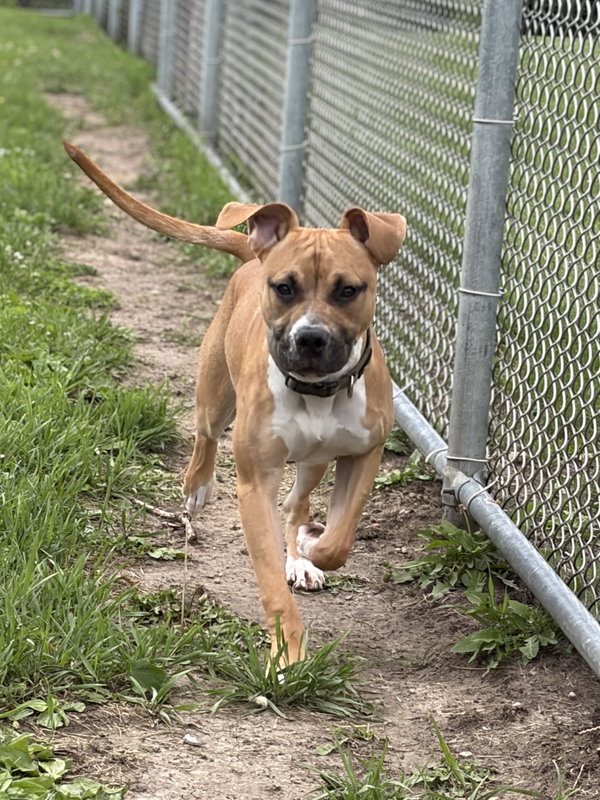 Andy - Adoption Fee Paid!