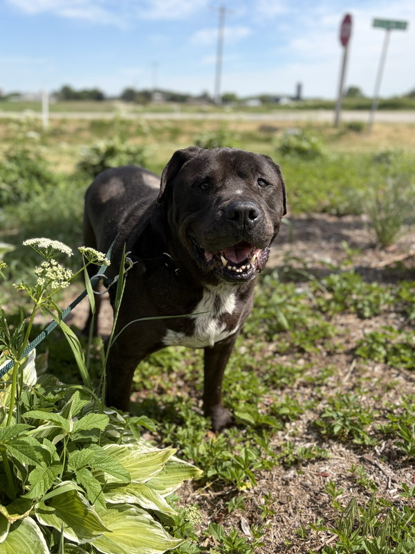 King - Adoption Fee Paid!