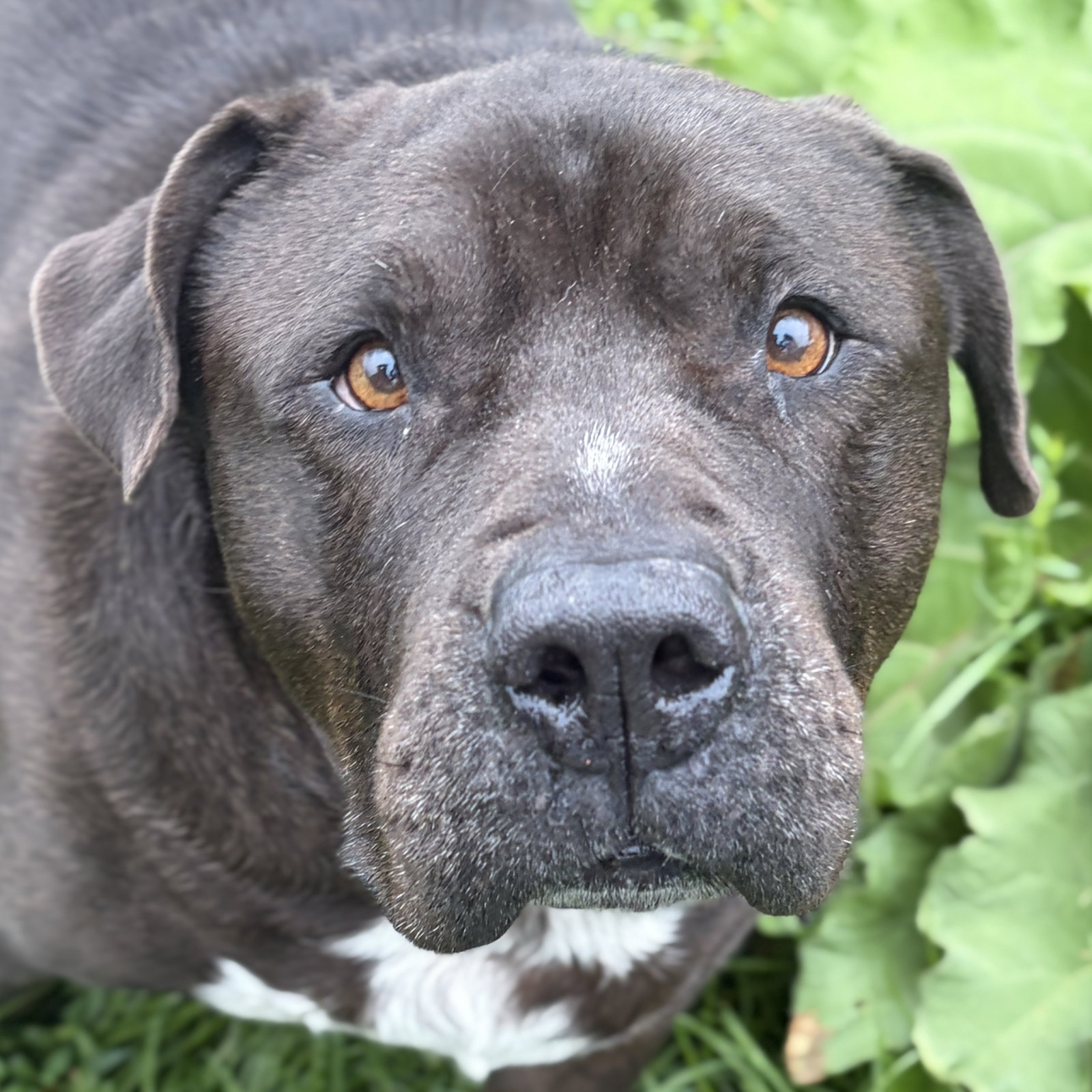 King - Adoption Fee Paid!