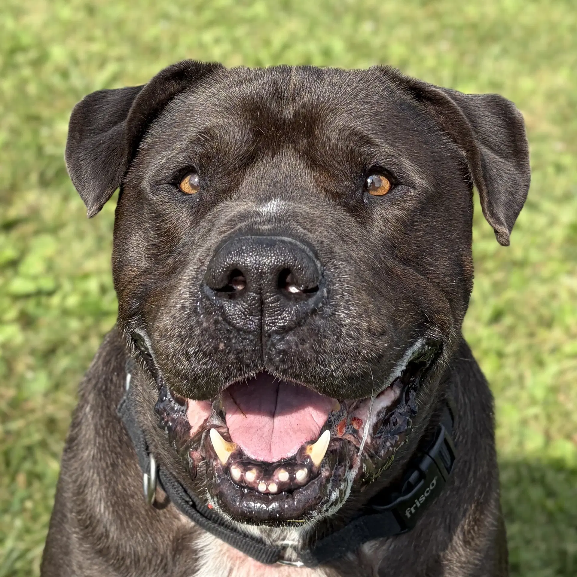 King - Adoption Fee Paid - Mastiff