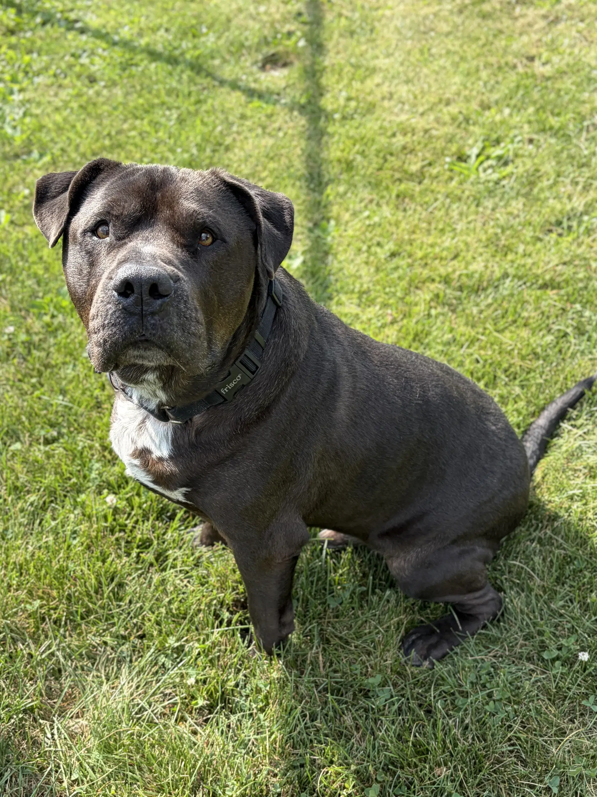 King - Adoption Fee Paid image 2