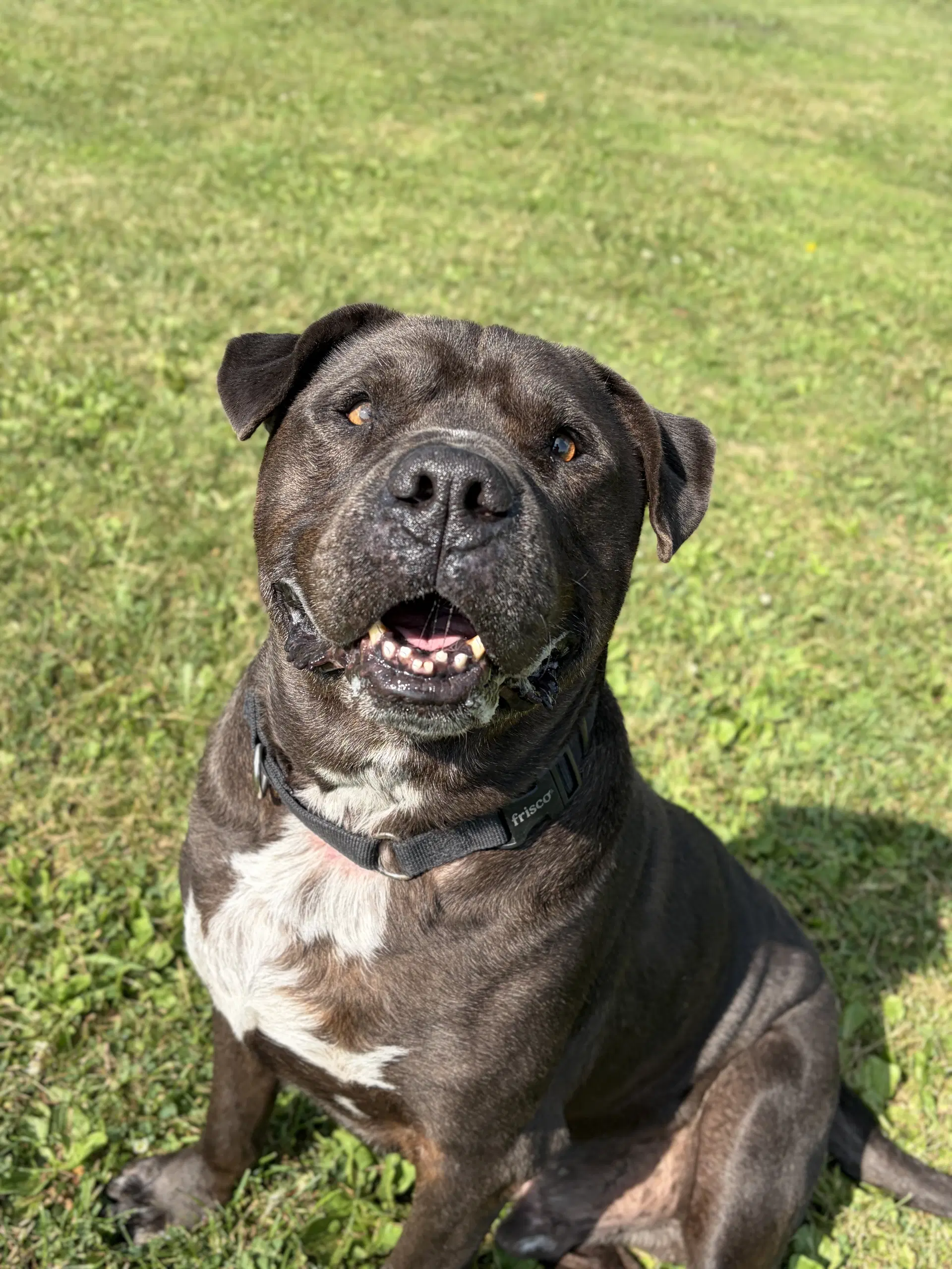 King - Adoption Fee Paid image 3