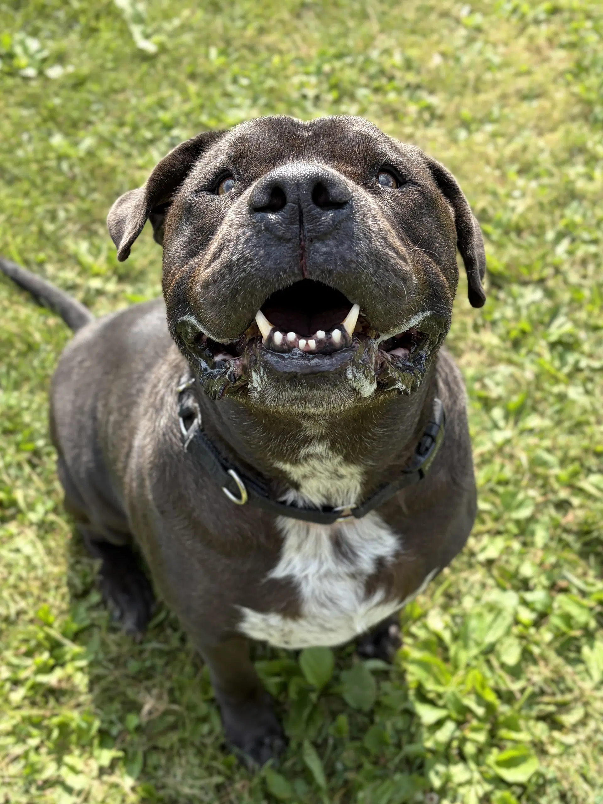 King - Adoption Fee Paid image 4
