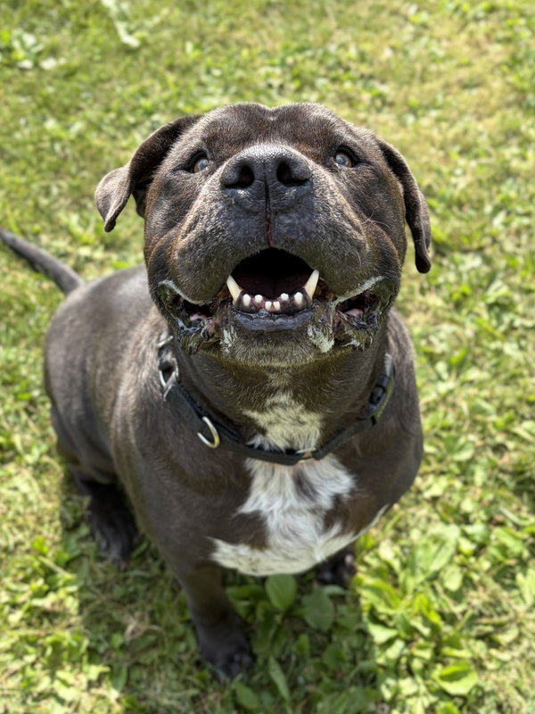 King - Adoption Fee Paid!