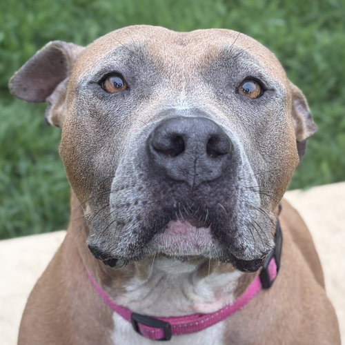 Sher Khan - Adoption Fee Paid!, an adoptable Terrier in Jefferson, WI