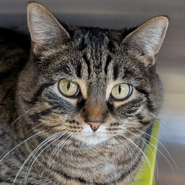 Katie - Name Your Own Adoption Fee!