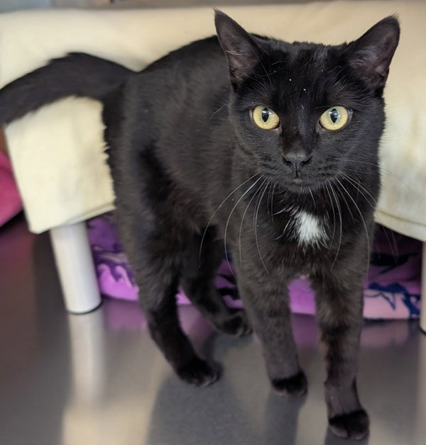 Silver - Name Your Own Adoption Fee!