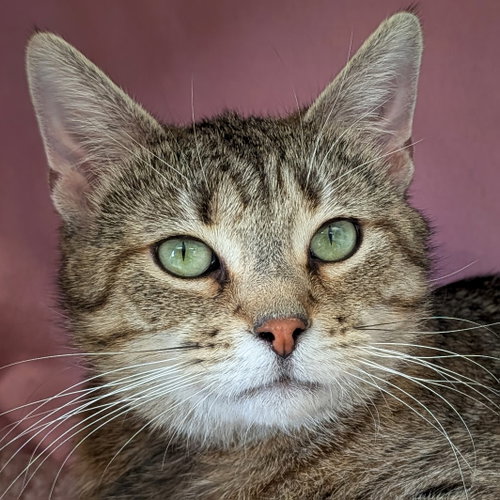 Athena - Adoption Fee Paid!, Adult Domestic Short Hair (short coat), cat for adoption in Beloit, Wisconsin