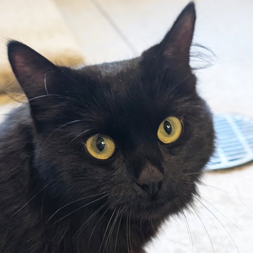 Jeanie, Young Domestic Medium Hair (medium coat), cat for adoption in Jefferson, Wisconsin