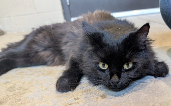 Jeanie - Name Your Own Adoption Fee!