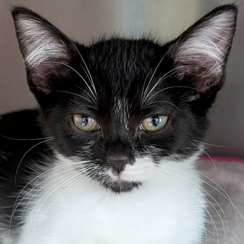 Breezy, Baby Domestic Short Hair (short coat), cat for adoption in Jefferson, Wisconsin