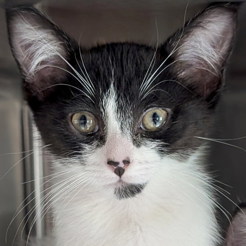 Cloud, Baby Domestic Short Hair (short coat), cat for adoption in Jefferson, Wisconsin