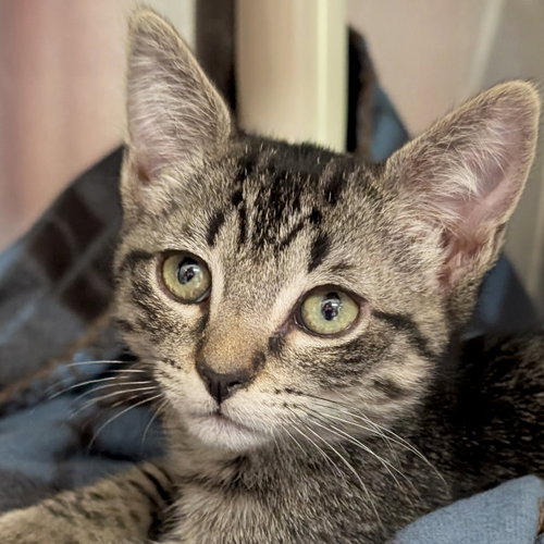 Sunny, Baby Domestic Short Hair (short coat), cat for adoption in Jefferson, Wisconsin
