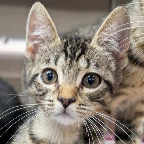 Cookie Dough, Baby Domestic Short Hair (short coat), cat for adoption in Jefferson, Wisconsin