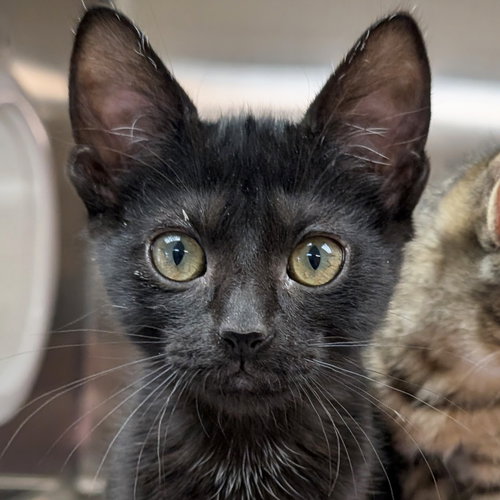 Vanellope von Sweetz, Baby Domestic Short Hair (short coat), cat for adoption in Jefferson, Wisconsin