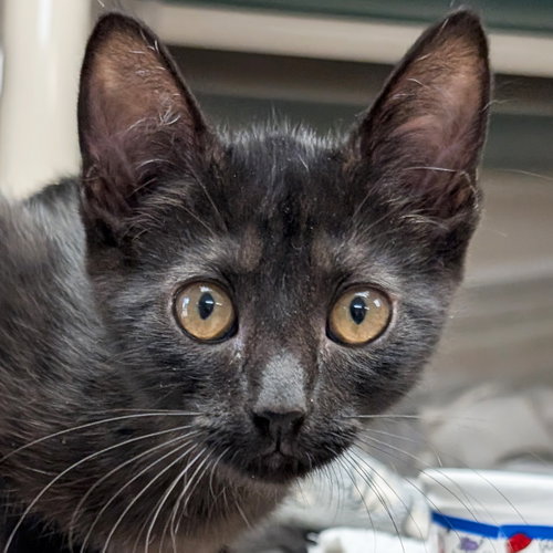 Cookies n Cream, Baby Domestic Short Hair (short coat), cat for adoption in Jefferson, Wisconsin