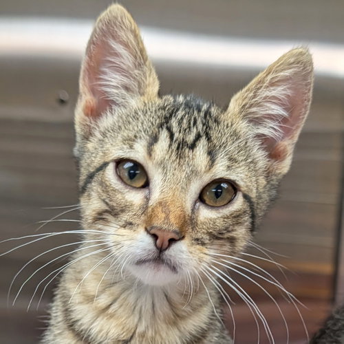 Wreck-It Ralph, Baby Domestic Short Hair (short coat), cat for adoption in Jefferson, Wisconsin