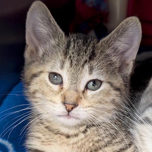 Penelope, Baby Domestic Short Hair (short coat), cat for adoption in Jefferson, Wisconsin