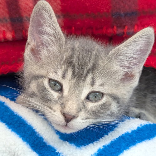 Perseus, Baby Domestic Short Hair (short coat), cat for adoption in Jefferson, Wisconsin
