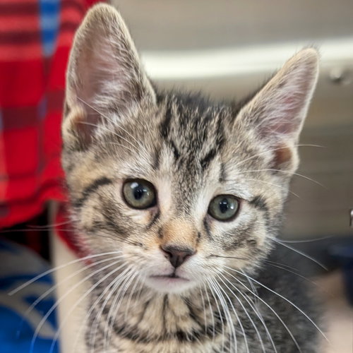 Theseus, Baby Domestic Short Hair (short coat), cat for adoption in Jefferson, Wisconsin