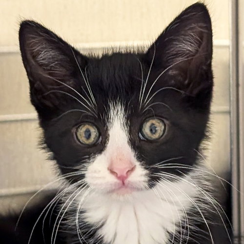 Han, Baby Domestic Short Hair (short coat), cat for adoption in Jefferson, Wisconsin