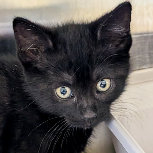 Leia, Baby Domestic Short Hair (short coat), cat for adoption in Jefferson, Wisconsin