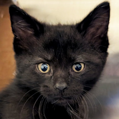 Luke, Baby Domestic Short Hair (short coat), cat for adoption in Jefferson, Wisconsin