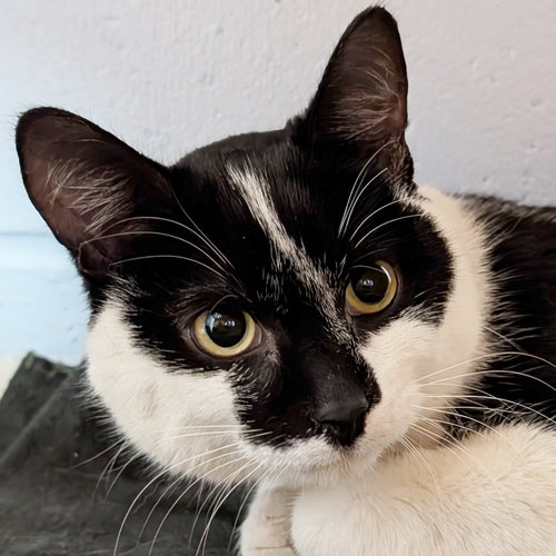 Hutch - Reduced Fee!, Adult Domestic Short Hair (short coat), cat for adoption in Jefferson, Wisconsin