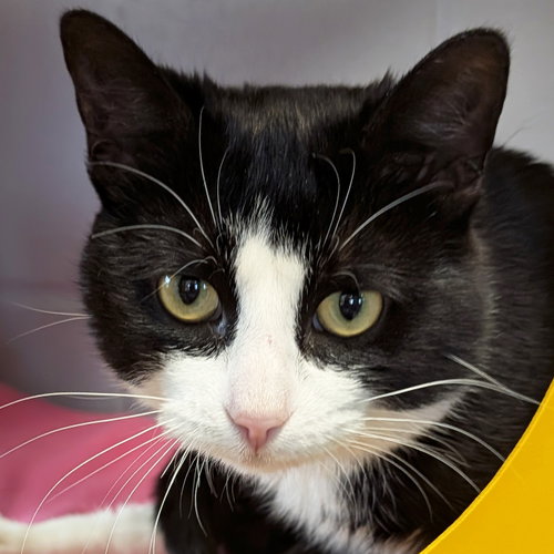 Starsky - Reduced Fee!, Adult Domestic Short Hair (short coat), cat for adoption in Jefferson, Wisconsin