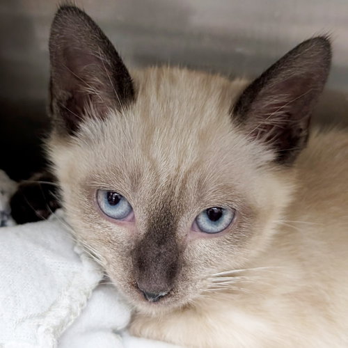 Shoelace - Reduced Fee!, Baby Domestic Short Hair / Siamese (short coat), cat for adoption in Jefferson, Wisconsin