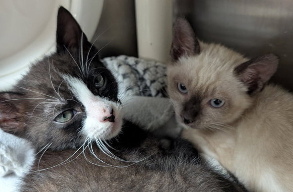 Tater Tot - Reduced Fee!