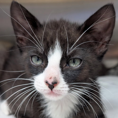 Tater Tot - Reduced Fee!, Baby Domestic Short Hair (short coat), cat for adoption in Jefferson, Wisconsin