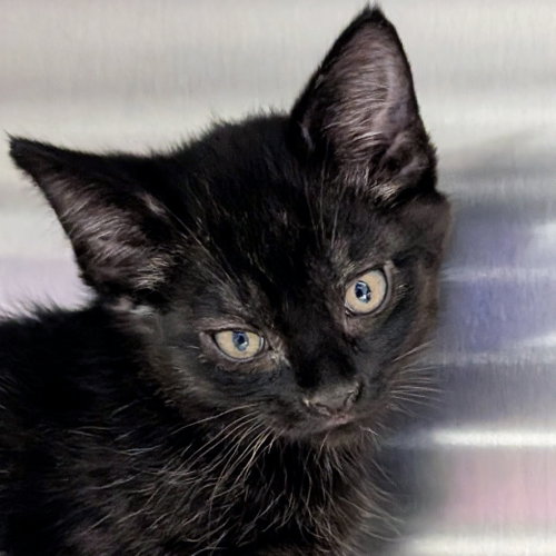 Hershey - Reduced Fee!, Baby Domestic Short Hair (short coat), cat for adoption in Jefferson, Wisconsin
