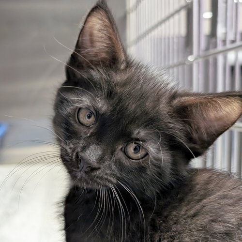 Kiss - Reduced Fee!, Baby Domestic Short Hair (short coat), cat for adoption in Jefferson, Wisconsin