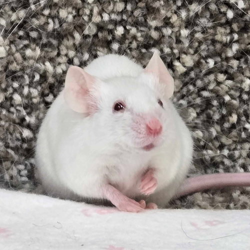 Mac
