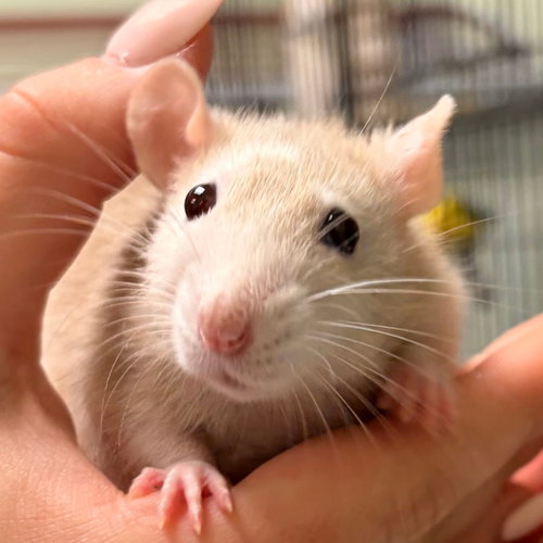 Stuart