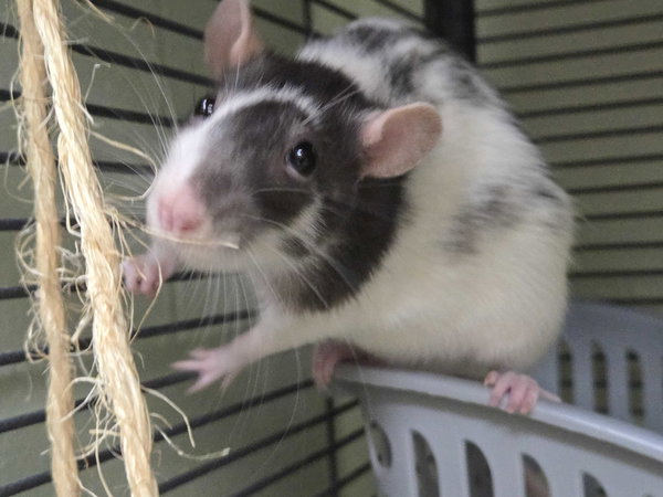 Zoey