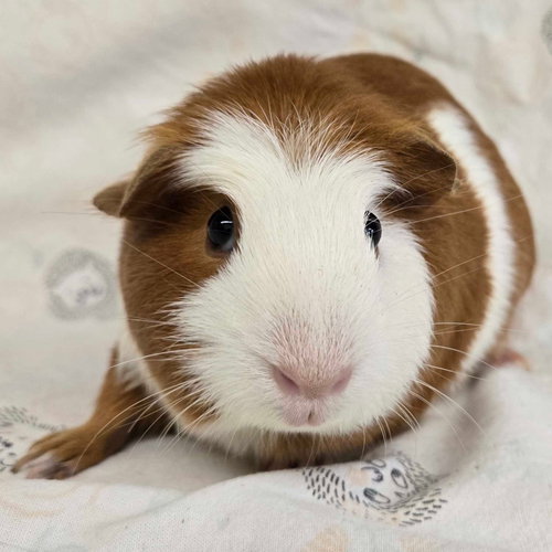 Ali
