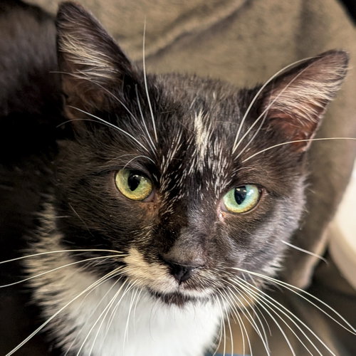 Sausage Link, Adult Domestic Short Hair (short coat), cat for adoption in Waukesha, Wisconsin