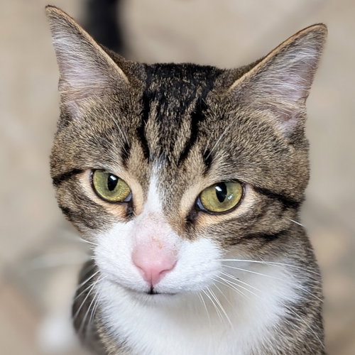 Butch - Working Cat!, Adult Domestic Short Hair (short coat), cat for adoption in Waukesha, Wisconsin