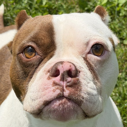 Petunia