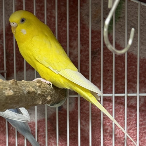 Speedy