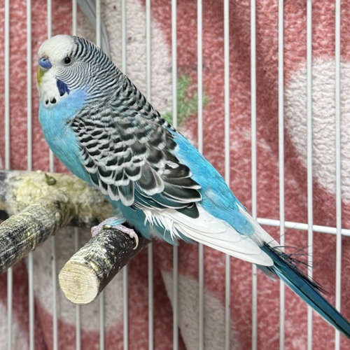 Bluey