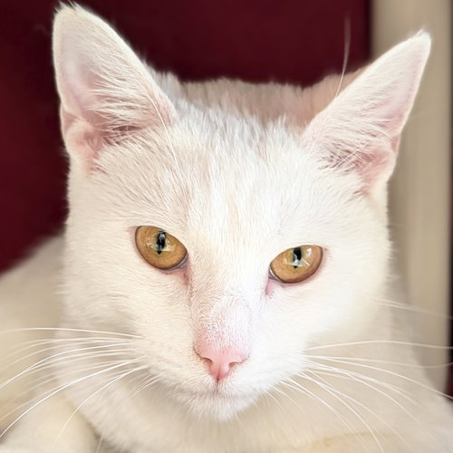 Casper