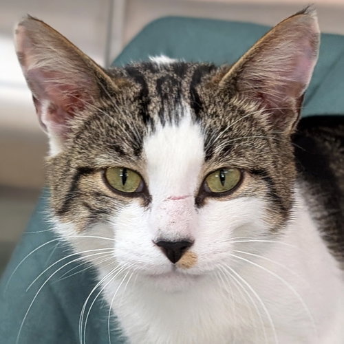 Petey, Adult Domestic Short Hair (short coat), cat for adoption in Waukesha, Wisconsin